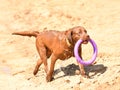 Dog breed Labrador Ã¢â¬â Retriever on a walk by the river